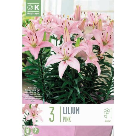 Lilium Pixie Rózsaszín   