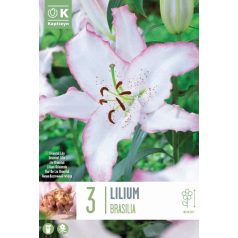 Lilium Brasilia