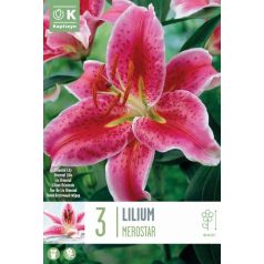 Lilium Merostar