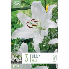 Lilium Rialto 