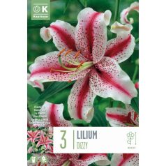 Lilium Dizzy