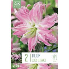 Lilium Lótusz Elegancia