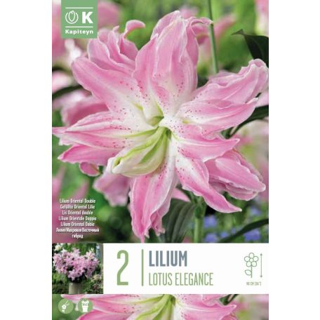 Lilium Lótusz Elegancia