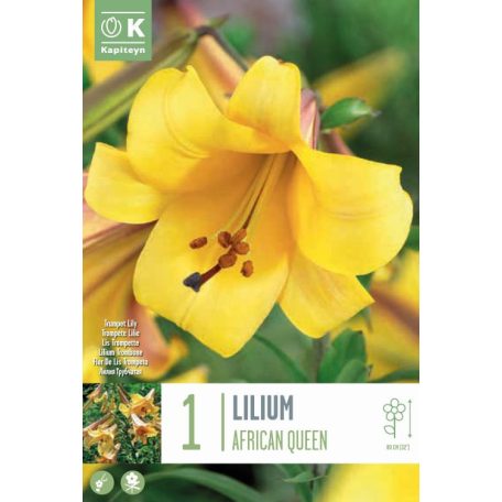 Lilium African Queen