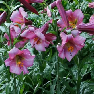 Lilium Pink Perfection rózsaszín virág