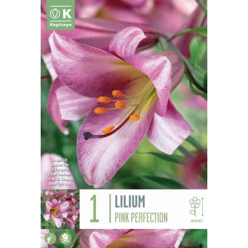 Lilium Pink Perfection rózsaszín virág