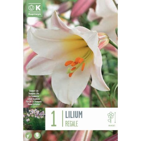 Lilium Regale