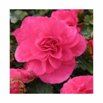 Begonia-Dupla-Rozsaszin