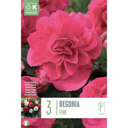 Begonia-Dupla-Rozsaszin