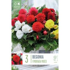 Begonia Fimbriata Vegyes Színek