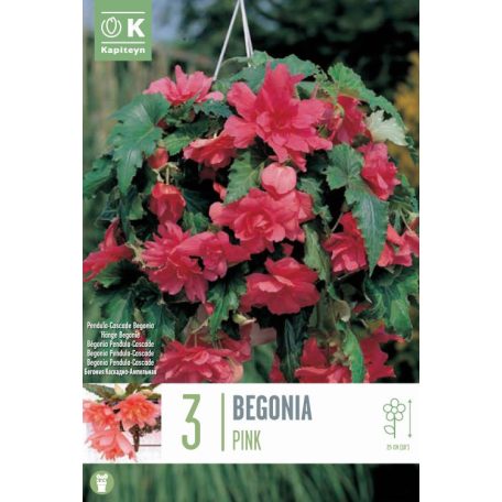 Begonia Pendula Kaszkád Rózsaszín