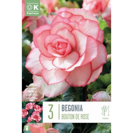 Begonia Bouton De Rose