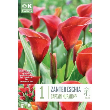 Zantedeschia - Kála  Captain Murano® Syn.Calla