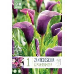 Zantedeschia - Kála  Captain Promise® Szin.Calla