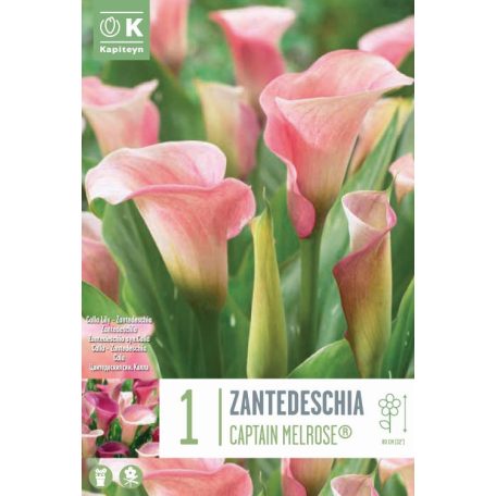 Zantedeschia - Kála  Captain Melrose® Syn.Calla