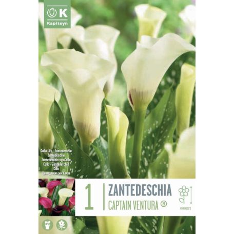 Zantedeschia - Kála  Captain Ventura ® Syn.Calla