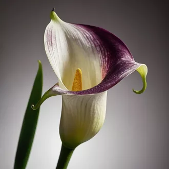 Zantedeschia Picasso kétszínű kála
