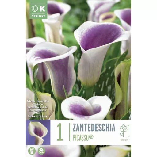 Zantedeschia Picasso kétszínű kála