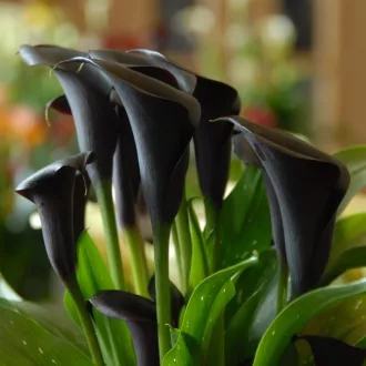 Zantedeschia Odessa sötétbordó kála