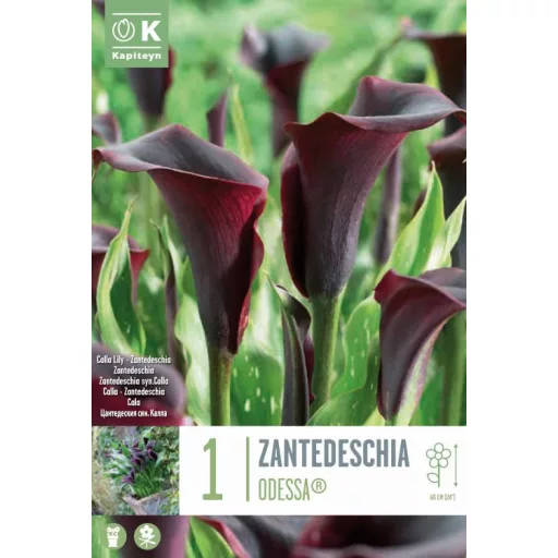 Zantedeschia Odessa sötétbordó kála