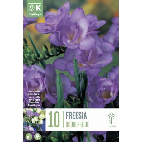 Freesia Double Blue