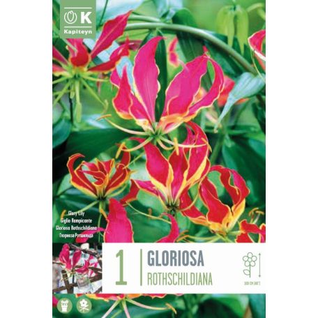 Gloriosa – Dicsőségliliom  Rothschildiana