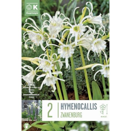 Hymenocallis - Pókliliom  Festalis Syn.Ismene