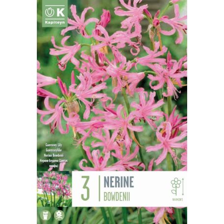 Nerine Bowdenii