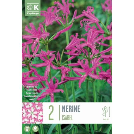 Nerine Bowdenii Isabel