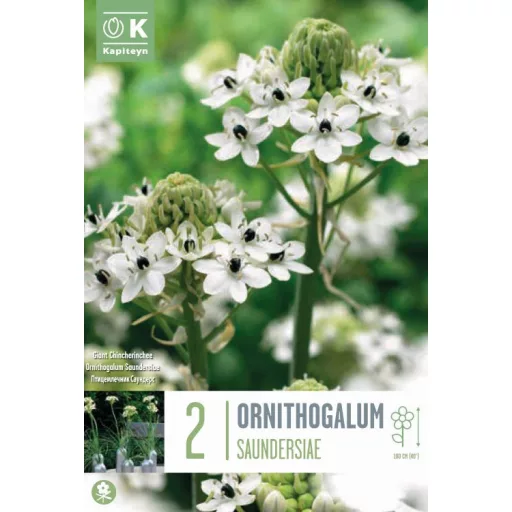 Ornithogalum saundersiae madártej virág
