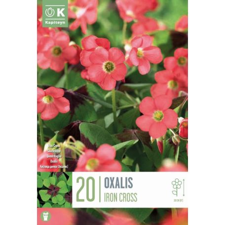 Oxalis – Madársóska  Deppei Iron Cross