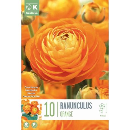 Ranunculus – Boglárka  Aviv Narancs