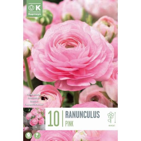 Ranunculus – Boglárka  Aviv Rózsaszín