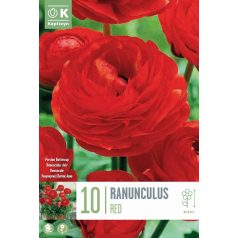 Ranunculus – Boglárka  Aviv Piros