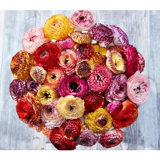 Ranunculus Boglárka Vegyes színek