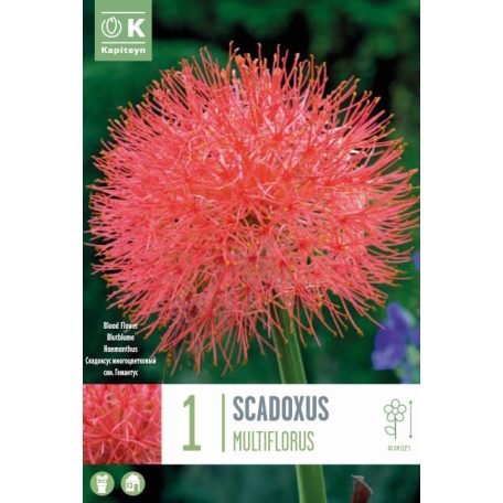 Scadoxus – Vérvirág Multiflorus Syn.Haemanthus - A 8. Héttől Kezdve -