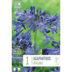 Agapanthus - Szerelemvirág  - Szerelemvirág  Africanus