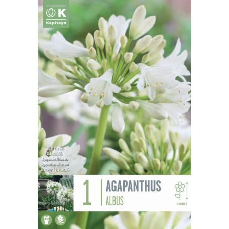 Agapanthus - Szerelemvirág  - Szerelemvirág  Africanus Albus