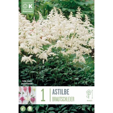 Astilbe – Tündérvirág  Brautschleier