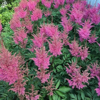 Astilbe Gloria Purpurea rózsaszín évelő