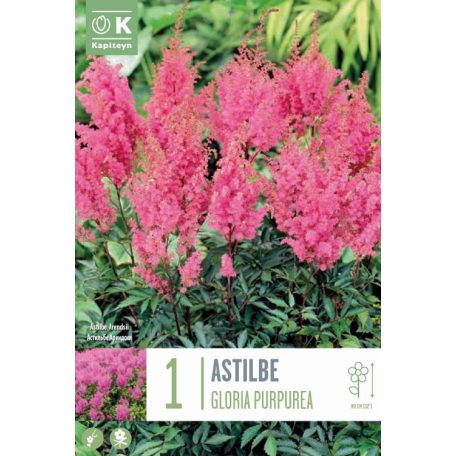 Astilbe – Tündérvirág  Gloria Purpurea