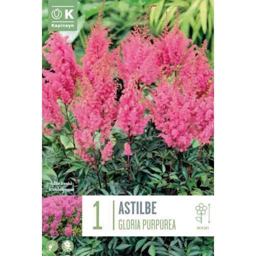 Astilbe Gloria Purpurea rózsaszín évelő