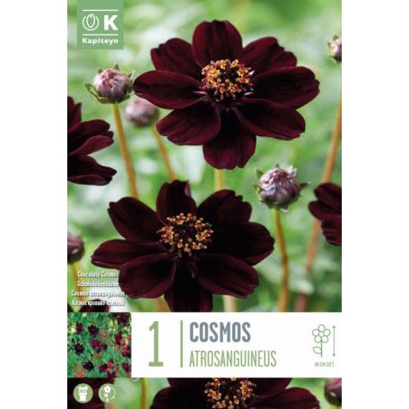 Cosmos – Pillangóvirág  Atrosanguineus