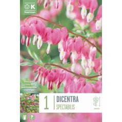 Dicentra – Szívvirág  Spectabilis