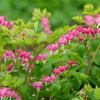 Dicentra spectabilis rózsaszín szívvirág évelő