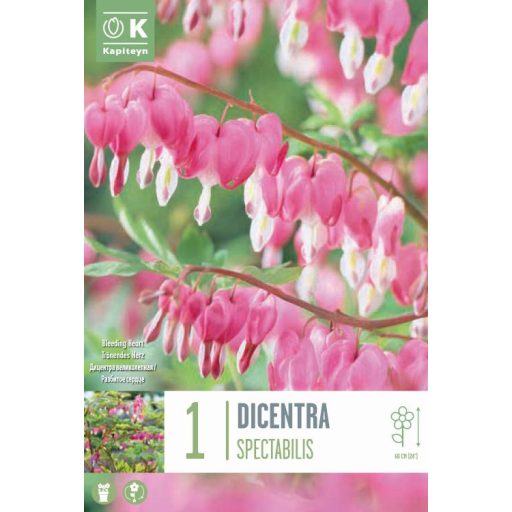 Dicentra spectabilis (Rózsaszín Szívvirág) –  1 db/ csomag