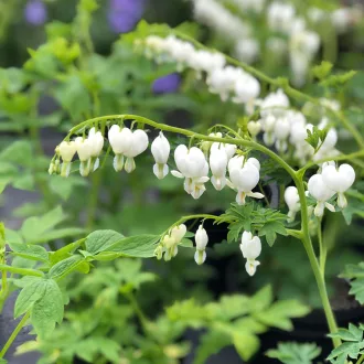 Dicentra spectabilis Alba fehér szívvirág