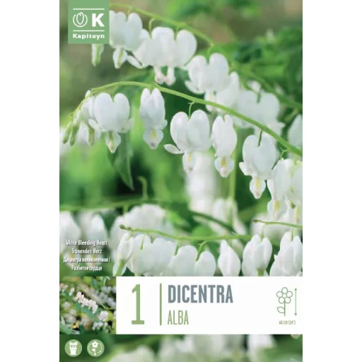 Dicentra spectabilis Alba fehér szívvirág