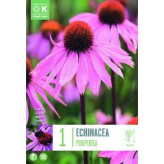 Echinacea – Kasvirág  Purpurea