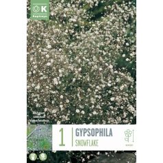 Gypsophila – Fátyolvirág Paniculata Hópehely